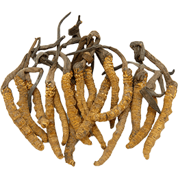 cordyceps-sq-sm cordyceps-sq-sm
