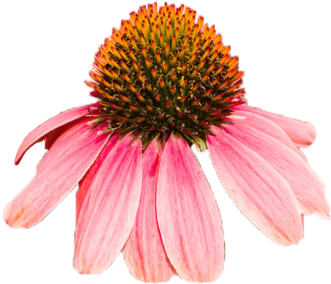 prod-chlor-echinacea prod-chlor-echinacea